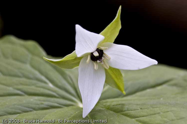 TRILLIUM IN POSE